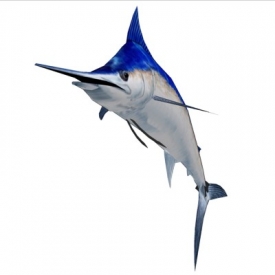 Blue Marlin